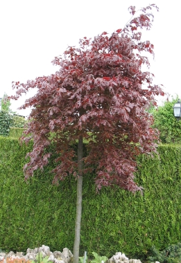 Buk zwyczajny (Fagus silvatica) Rohan Weeping